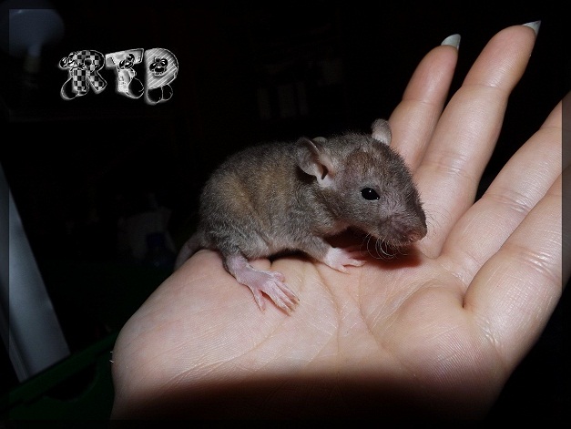 Evolution des ratons Dscf7417