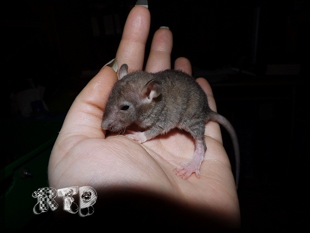 Evolution des ratons Dscf7418