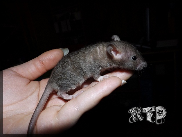 Evolution des ratons Dscf7419