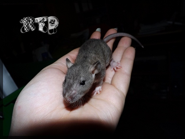 Evolution des ratons Dscf7423