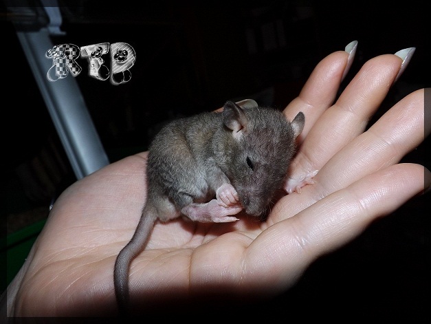 Evolution des ratons Dscf7510