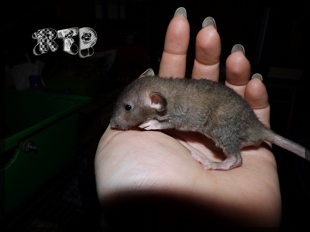 Evolution des ratons Dscf7511
