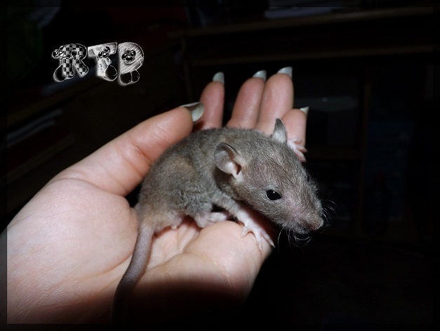 Evolution des ratons Dscf7513