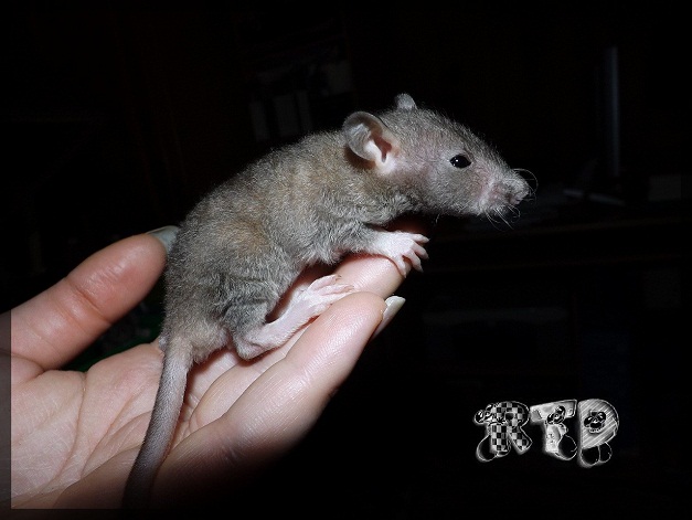 Evolution des ratons Dscf7514