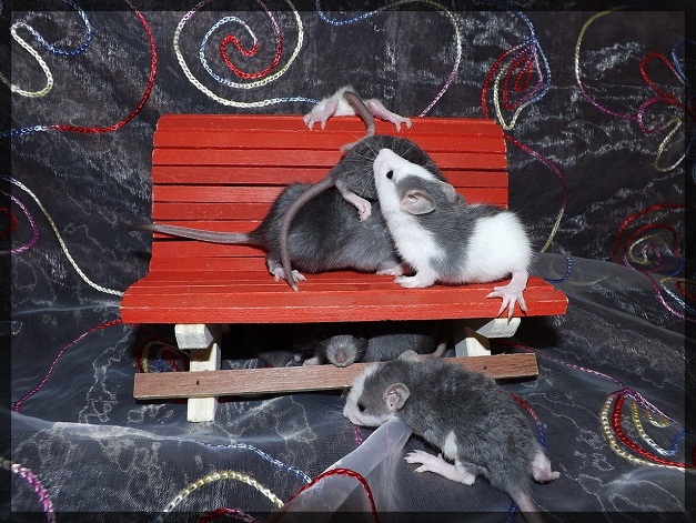Evolution des ratons Dscf8118