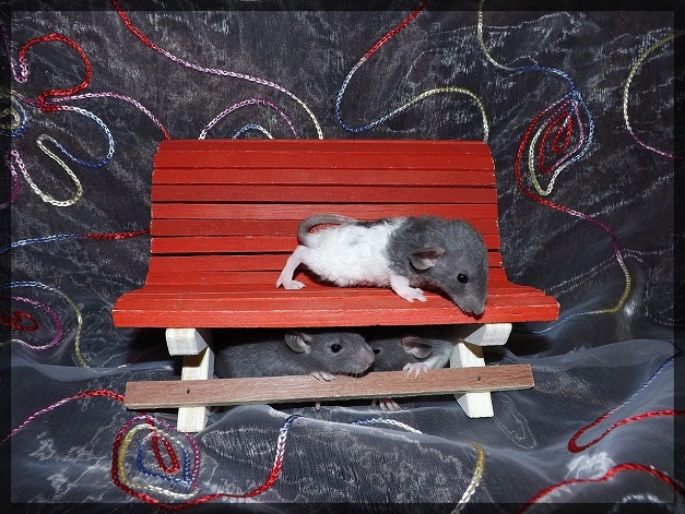 Evolution des ratons Dscf8125