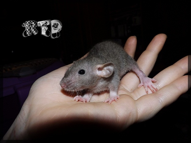 Evolution des ratons Dscf8314