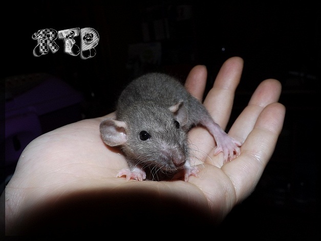 Evolution des ratons Dscf8315