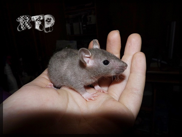 Evolution des ratons Dscf8316