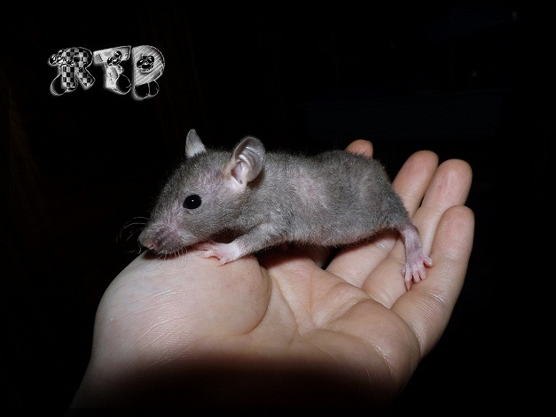 Evolution des ratons Dscf8410