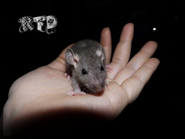 Evolution des ratons Dscf8411