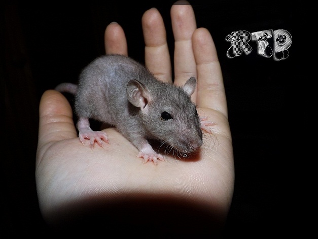 Evolution des ratons Dscf8413