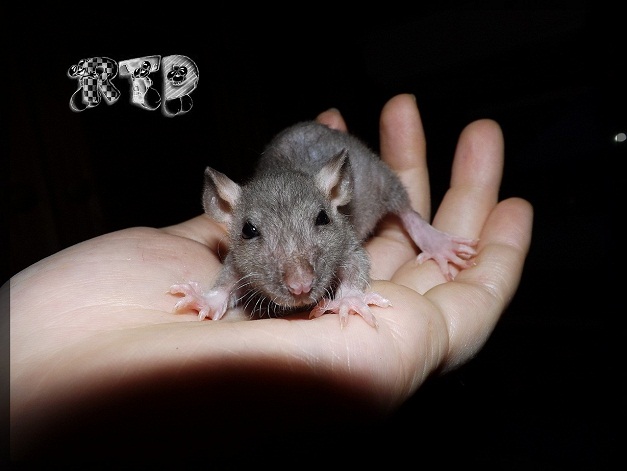 Evolution des ratons Dscf8414