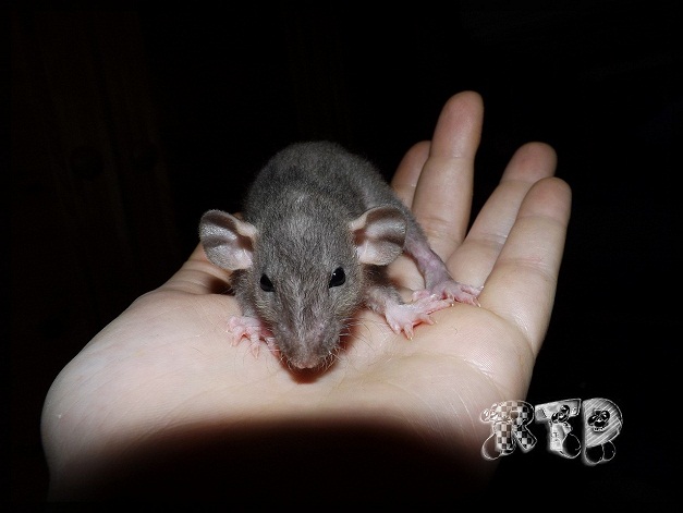 Evolution des ratons Dscf8415