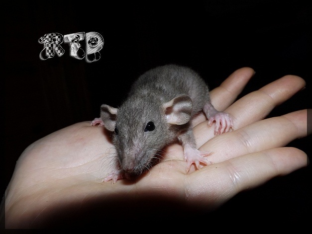 Evolution des ratons Dscf8416