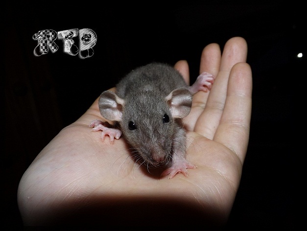 Evolution des ratons Dscf8417