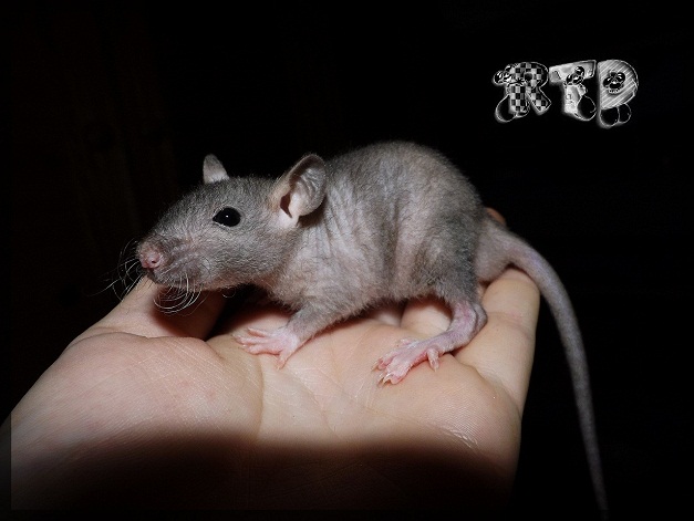 Evolution des ratons Dscf8418