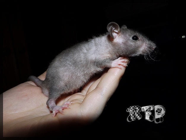 Evolution des ratons Dscf8419