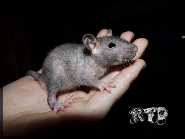 Evolution des ratons Dscf8420