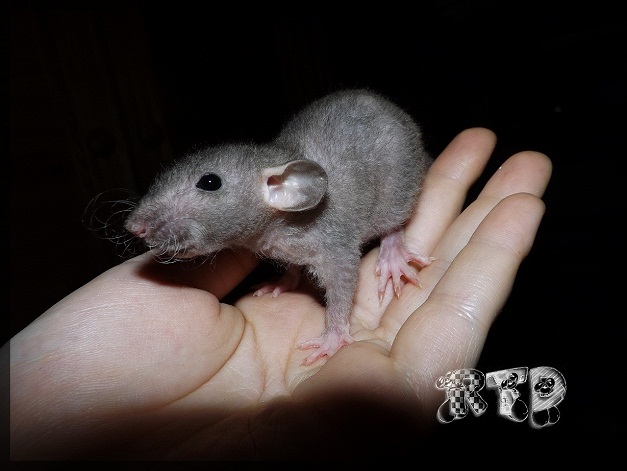Evolution des ratons Dscf8421