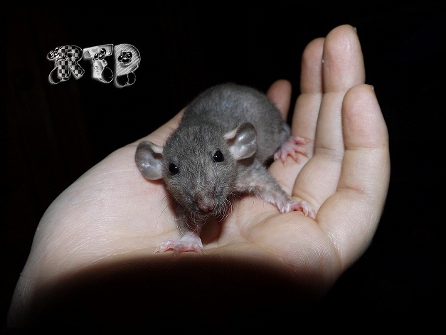 Evolution des ratons Dscf8510