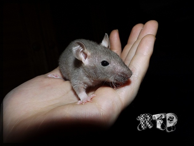 Evolution des ratons Dscf8514