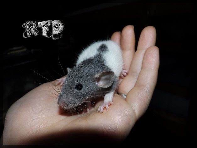 Evolution des ratons Dscf8819