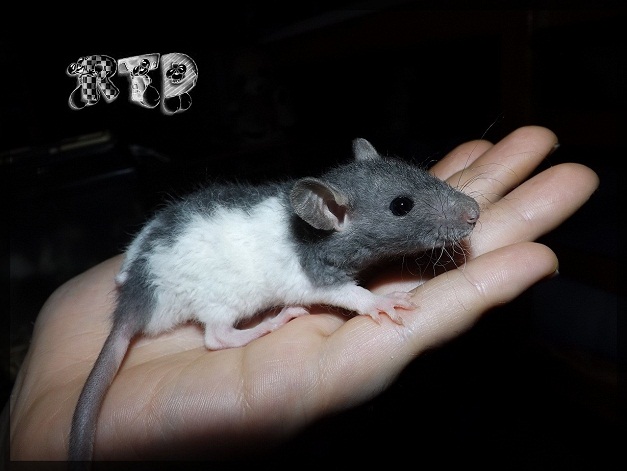 Evolution des ratons Dscf8916