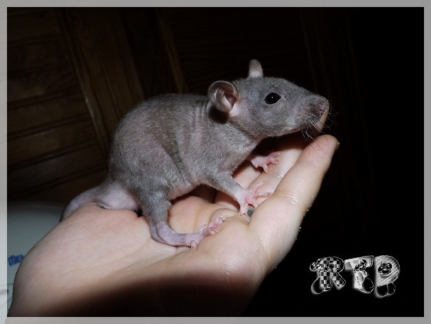 Evolution des ratons Dscf9117