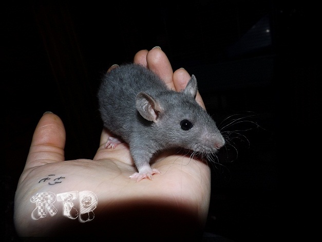 Evolution des ratons Dscf9418
