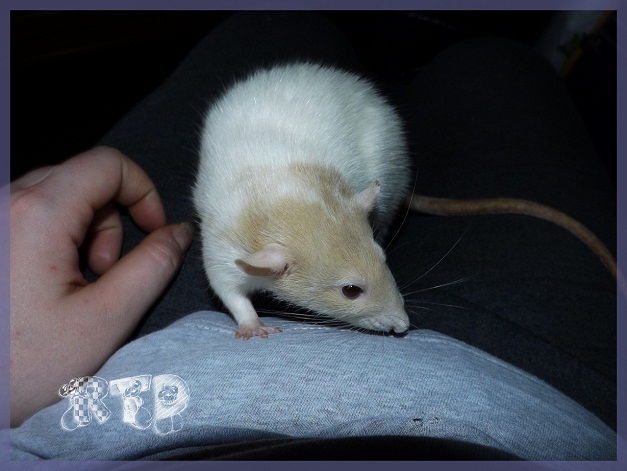 Evolution des ratons Dscf9724