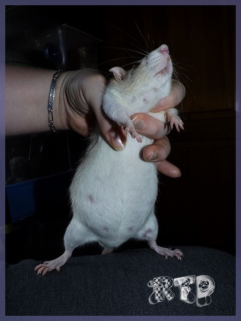Evolution des ratons Dscf9725