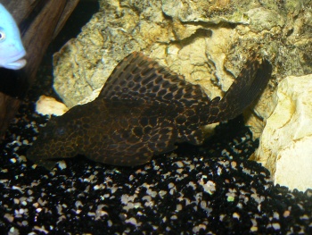 Mon pleco (royal?!?pas si sur...) P1050713