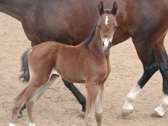 BABY PICTURES (horse babies that is) 9dayso10