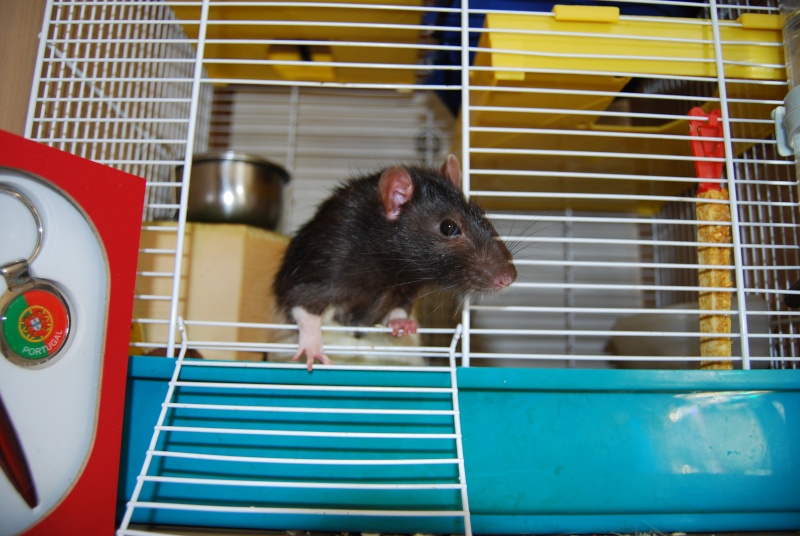 presentation de mes ratounes et ratons Dsc_0110