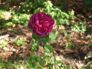 Rosa Sissinghurt Castle   (buisson/arbuste) Jardin22