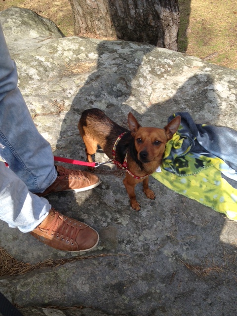 Adoption Abbo x pinscher de 6 mois (77) Abbo10