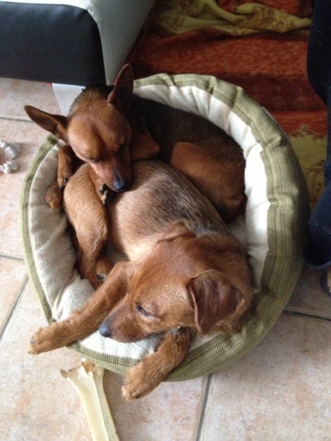 Adoption Abbo x pinscher de 6 mois (77) Abbo610