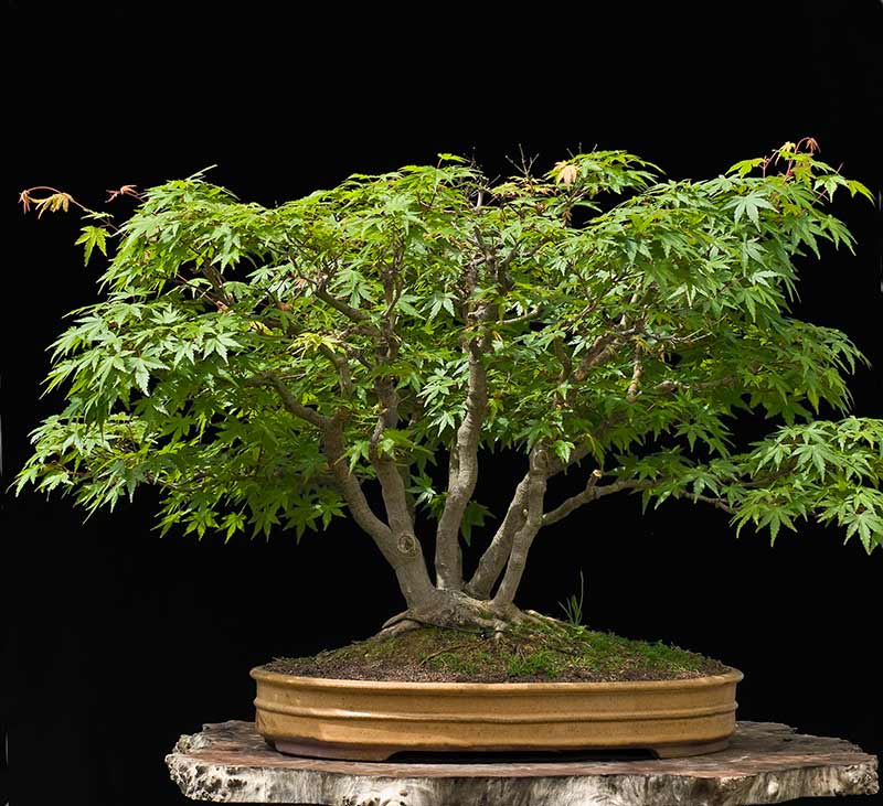 Refurbishing a Japanese Maple - the "Hedge Cutting Method" Bild-110