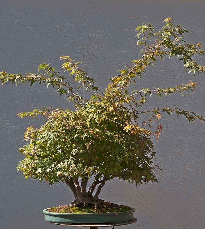 Refurbishing a Japanese Maple - the "Hedge Cutting Method" Bild-116