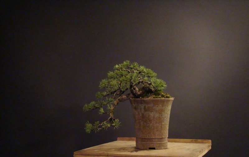 Pinus mugo (han-kengai) - restyling Kta_1010