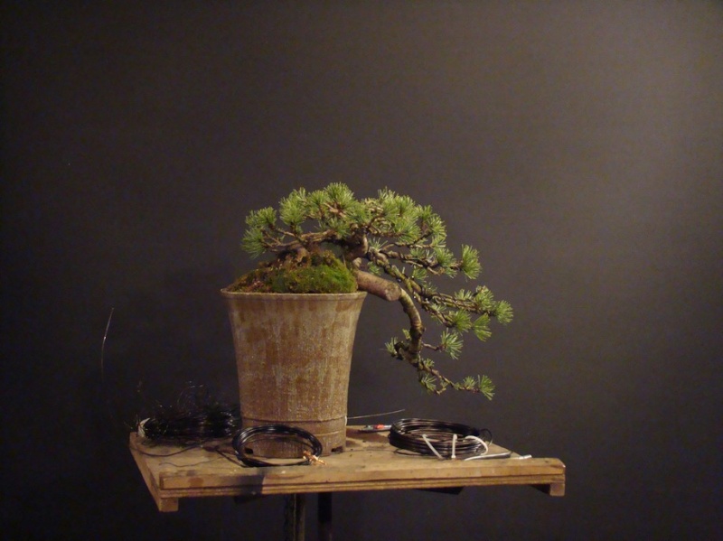 Pinus mugo (han-kengai) - restyling Kta_510