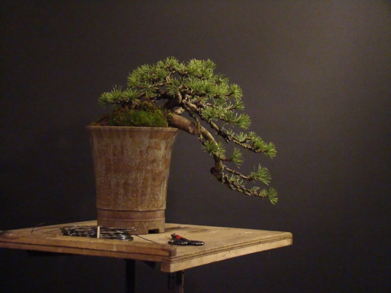 Pinus mugo (han-kengai) - restyling Kta_710