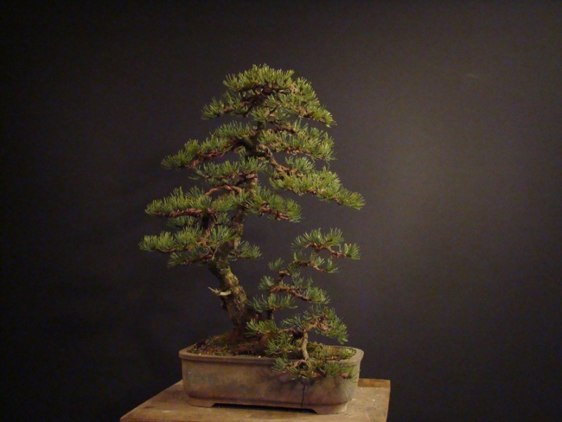 Pinus mugo 2006 Mno_1510