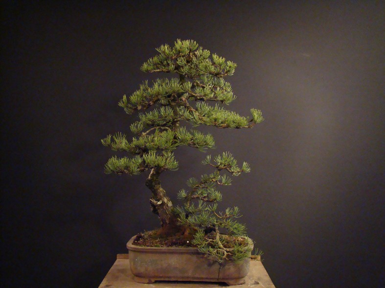 Pinus mugo 2006 Mno_310