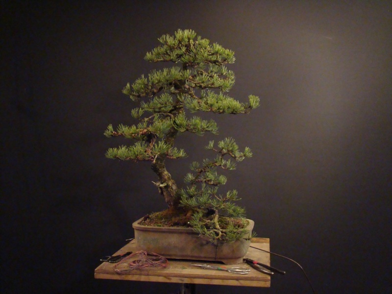 Pinus mugo 2006 Mno_410