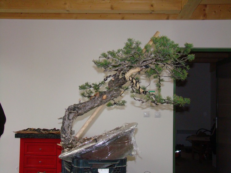 Yamadori Pinus sylvestris -owner Mirek Škrabal Sms-1310