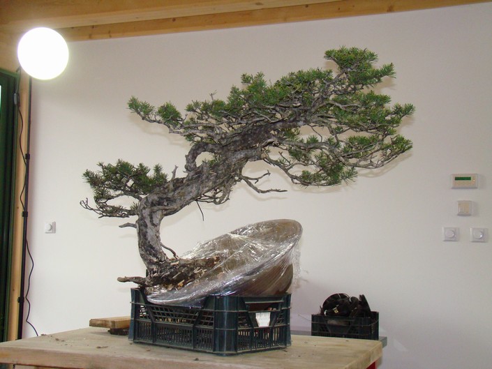 Yamadori Pinus sylvestris -owner Mirek Škrabal Sms-2-10