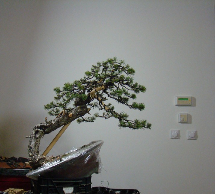 Yamadori Pinus sylvestris -owner Mirek Škrabal Sms-2410