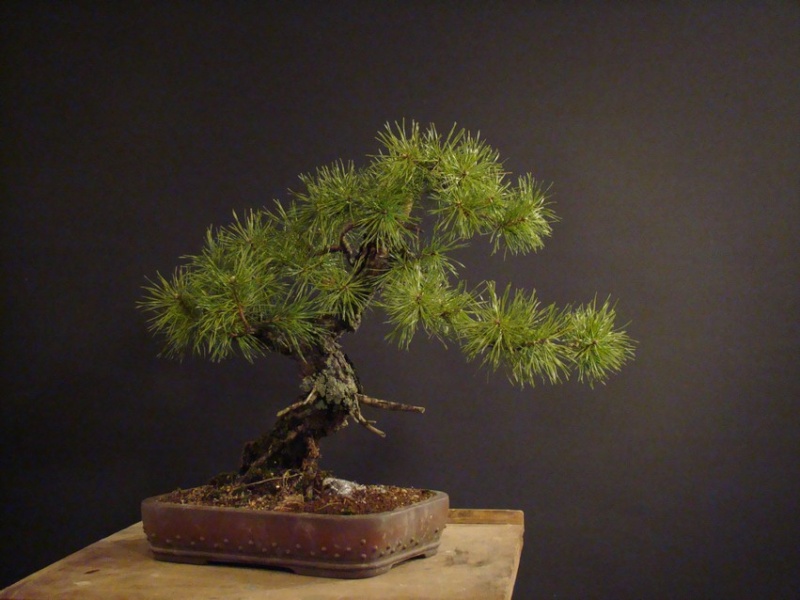 Pinus sylvestris 2006 - yamadori development Soba_210